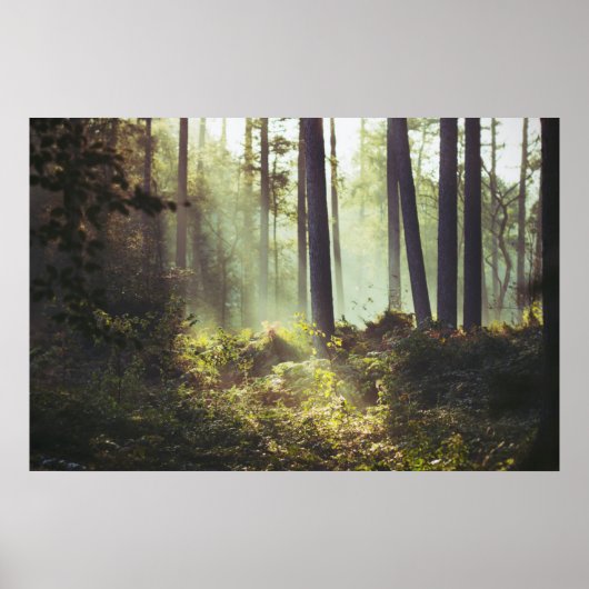 Poster Patch of Underbrush in the Forest (Devant)