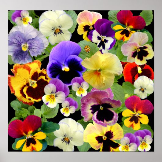 POSTER PATCHWORK PANSY ~ IMPRIMER/POSTER (Devant)