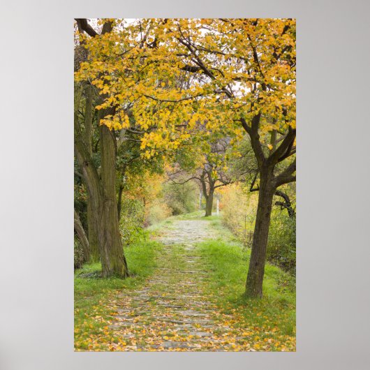 Poster Pathway en Autumn (Devant)