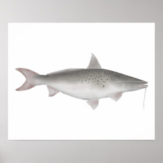 Poster Pati