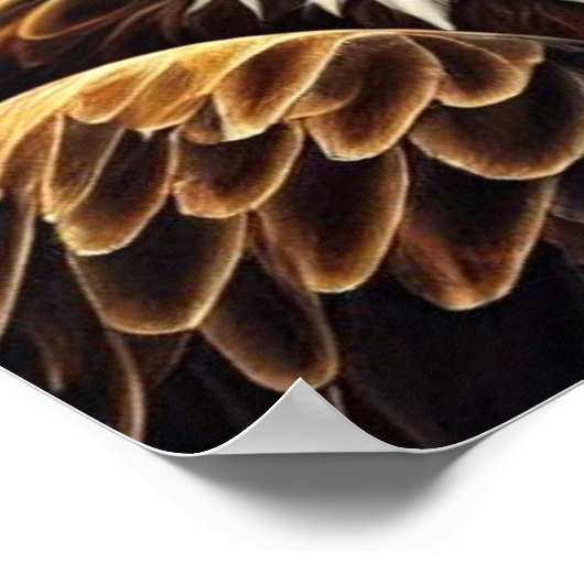 Poster patriottisch Eagle (Hoek)