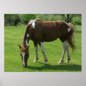 Poster Pâturage (Devant)