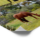 Poster Pâturage Cheval Brown Borné D'Une Même Image, (Coin)