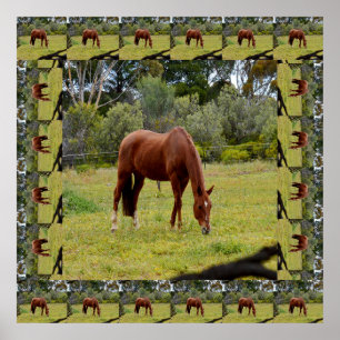 Poster Pâturage Cheval Brown Borné D'Une Même Image,