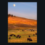 Poster Pâturage de bisons sur la colline à Hayden Valley<br><div class="desc">Bison broutant sur la colline à Hayden Valley</div>