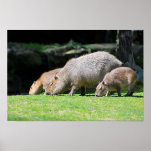 Poster Pâturage de Capybaras