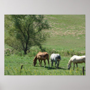 Poster Pâturage de cheval