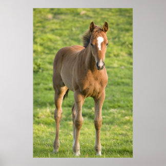 Poster Pâturage de poulailler en champ dans le comté de W