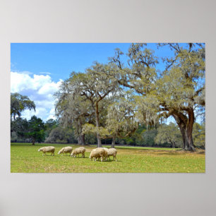 Poster Pâturage des moutons à Middleton Place, Caroline d