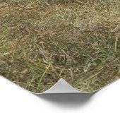 Poster Pâturage des zèbres (Coin)