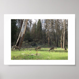 Poster Pâturage du cerf Yosemite Photographie couleur