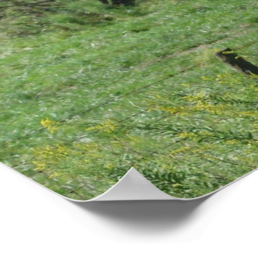 Poster Pâturage du cheval (Coin)