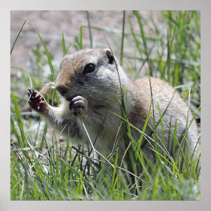 Poster Pause-déjeuner de chien des Prairies