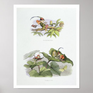 Poster Pauvre petite Birdie taquiné, et Courtship coupé c