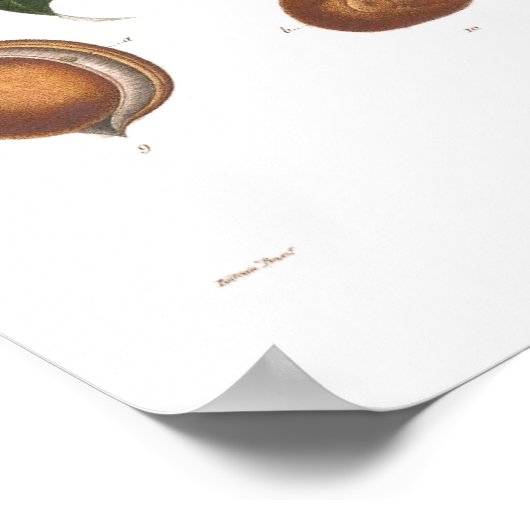 Poster Pavia, saumon rouge (Coin)