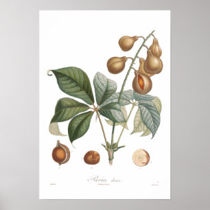 Poster Pavie, maronnier américain rouge