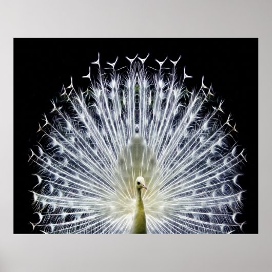 Poster Pavillon blanc Peacock Animalia (Devant)