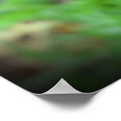 Poster Pavot, (Coin)