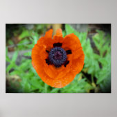 Poster Pavot, (Devant)