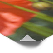 Poster Pavot 1 (Coin)