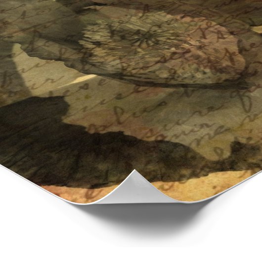 Poster Pavot 3 (Coin)