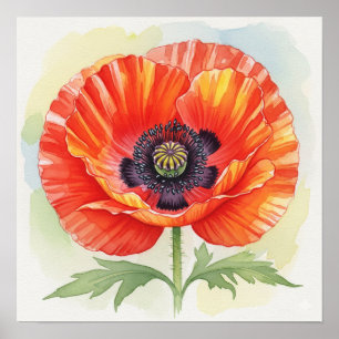 Poster Pavot aquarelle