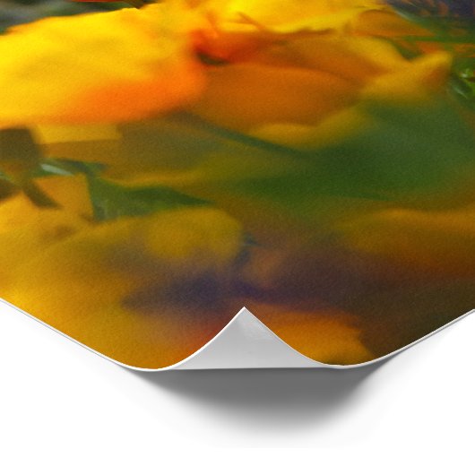 Poster pavot caché (Coin)