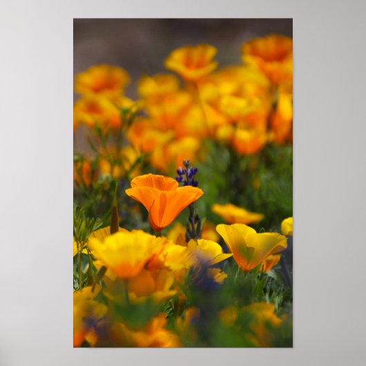 Poster pavot caché (Devant)