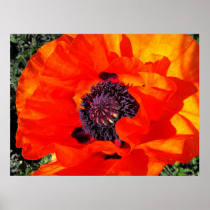 Poster Pavot californien