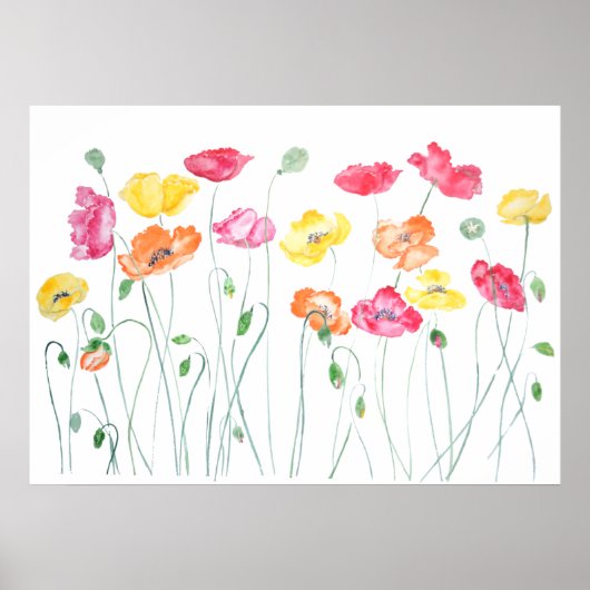 Poster pavot coloré fleurs aquarelle horizontale (Devant)