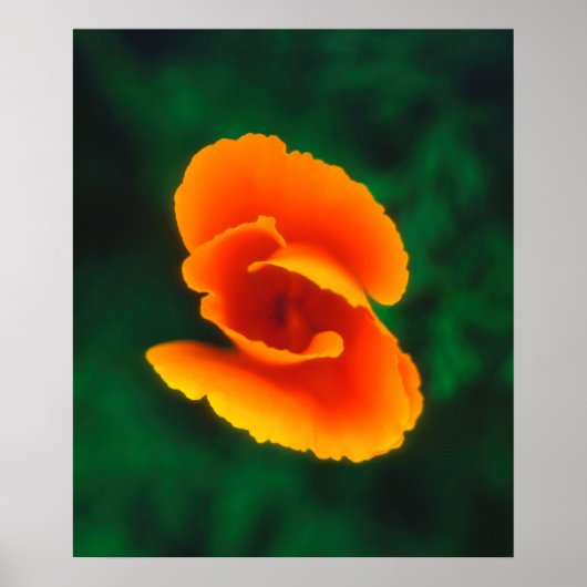 Poster Pavot de Californie (Devant)