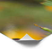 Poster Pavot de Californie (Coin)