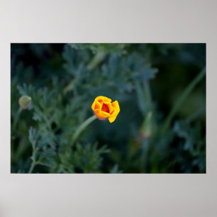 Poster Pavot de Californie partiellement fermé