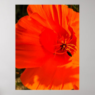 Poster Pavot de Californie - Poppy de Californie 3