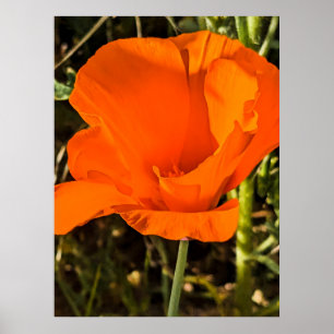 Poster Pavot de Californie - Poppy de Californie 4
