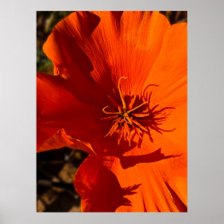 Poster Pavot de Californie - Poppy de Californie 6