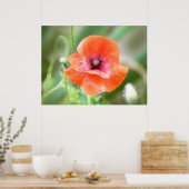 Poster Pavot de Flandre Rouge (Cuisine)