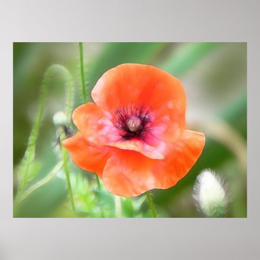 Poster Pavot de Flandre Rouge (Devant)