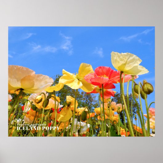 Poster Pavot d'Islande (Devant)