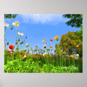 Poster Pavot d'Islande [fleur]