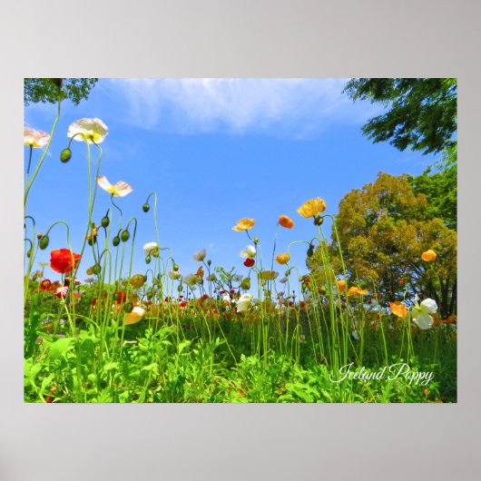 Poster Pavot d'Islande [fleur] (Devant)