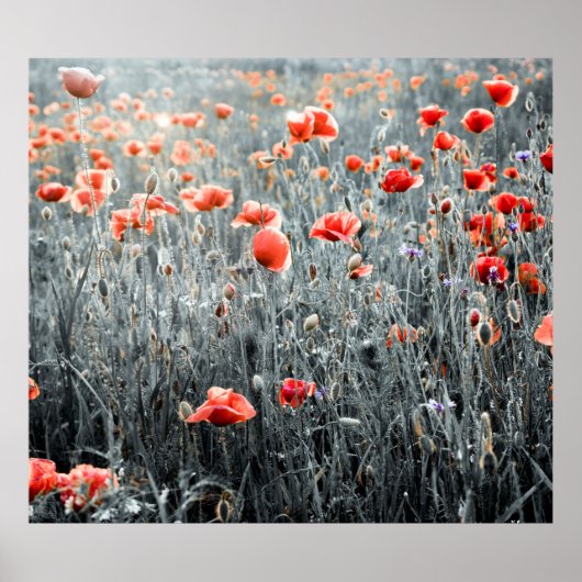 Poster Pavot fleur sauvage (Devant)