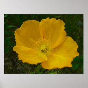 Poster Pavot jaune fleur d'Alaska Floral