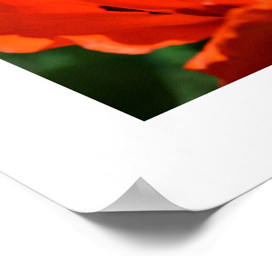 Poster Pavot oriental (Coin)