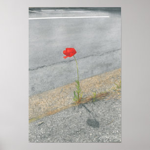 Poster Pavot punk (Arthur)