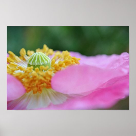 Poster Pavot rose Gros plan Photographie Imprimer (Devant)