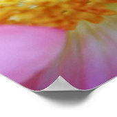 Poster Pavot rose Gros plan Photographie Imprimer (Coin)