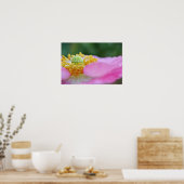 Poster Pavot rose Gros plan Photographie Imprimer (Cuisine)