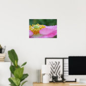 Poster Pavot rose Gros plan Photographie Imprimer (Bureau à domicile)