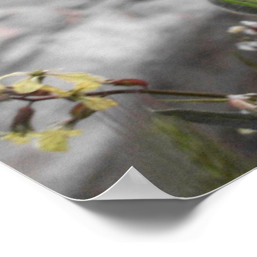 Poster pavot rouge (Coin)